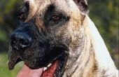 De beste Training kraag of harnas voor een Duitse Dog pup