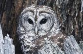 Hoe het aantrekken van een gestreepte uil naar een Owl House