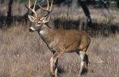 Avond jacht Tips voor val Whitetail herten