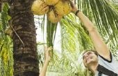 Hoe een bedrijf palmolie