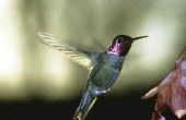 Hoe te voeden van de Baby kolibries