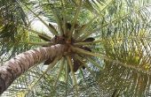 Kokosnoot boom klimmen vistuig