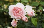 How to Cure meeldauw op roos struiken