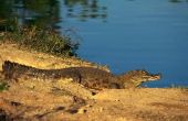 De verschillende soorten van de Kaaiman Krokodil