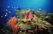 Trofische niveaus van koraalriffen