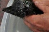 Wanneer kun je een Kitten een vlo bad?