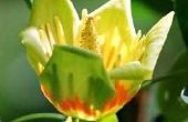Tulip Tree groei Per jaar