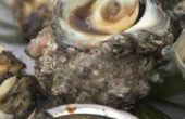 De verschillen tussen de kokkels & oesters