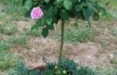 Hoe de zorg voor een Rose-boom