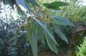 Wat zijn de toepassingen voor Eucalyptusolie?