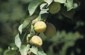 How to Grow abrikoos bomen van Pits