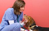 Hond Heartworm behandeling