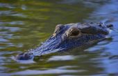 Florida wetten met betrekking tot de Alligators
