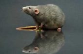 How to Make een Rat val te doden ratten