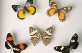 How to Kill vlinders voor een collectie