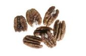 How to Grow Pecan bomen in Tennessee