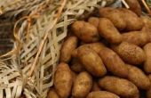 How to Plant aardappelen in stro & Sand