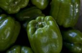 Hoe groene paprika zaden ontkiemen
