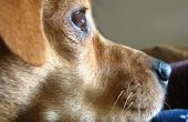 Natuurlijke behandeling van huidallergieën bij honden