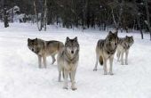 Verschillen tussen wolven en Coyotes