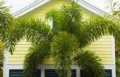 Hoe dicht bij Plant Foxtail palmbomen