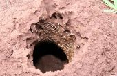 Hoe te doden termieten met Tide zeep & Water