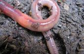 How to Make regenwormen uit de grond komen