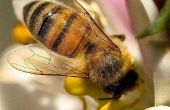 Hoe de behandeling van een bijensteek met vlees Tenderizer