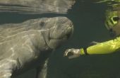 Hoe om te zwemmen met de Manatees in de buurt van Clearwater, Florida