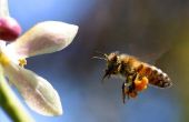 Allergische reacties op de bijensteken
