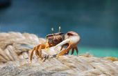Hoe een kikker of een krab toevoegen aan uw zoetwateraquarium