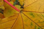 Het behouden van herfstbladeren met glycerine