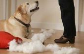 Hoe om te voorkomen dat een hond kauwen op meubilair