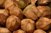 Economisch belang van kokosolie