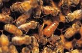 Hoe om te mengen suikerstroop te voeden een Bee Hive
