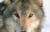 Toen de grijze Wolf bedreigd worden?