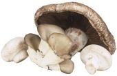 How to Grow Mushrooms snel