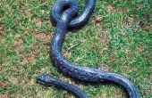 Slangen die donkerbruin met strepen zijn