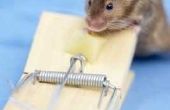 Wat te doen als u uitwerpselen van muizen in uw huis zien?