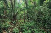 Bedreigde planten in het regenwoud van de Amazone