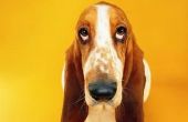 Wat zijn de soorten hond met lange oren?