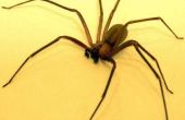 Tekenen & symptomen van Brown Recluse Spider Bites