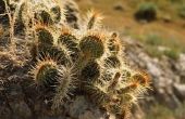 De Habitat van een Cactus