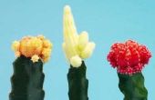 Hoe groot maan Cactus groeien?