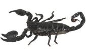 Hoe maak je een koperen Scorpion