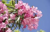 Hoe giftig Is Oleander voor de mens?
