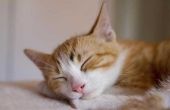 Het gebruik van acupressuur therapie voor katten