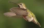 Dracht van een kolibrie