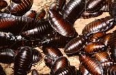 Verschillende soorten kakkerlakken