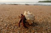How to Keep Hermit Krabben levend die afkomstig van het strand zijn